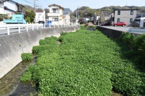 川に異変、クレソンが大繁殖　専門家が懸念するポイントは