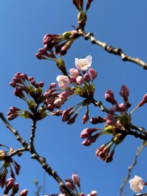 北海道にもサクラ前線、過去2番目の早さ 松前町で開花宣言