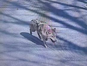 麻酔銃外れ捕獲失敗　1週間逃げ続けるオオカミの行方は　韓国