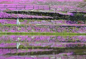 「花咲かばあちゃん」芝桜見ごろ　民家敷地に5万株　岐阜・郡上