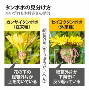 タンポポ勢力図に「異変」　大阪、15年減少の外来種が再び増加