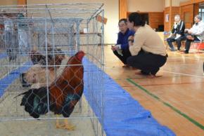 手塩にかけた秋田三鶏18羽　容姿や羽色競う　春の展覧会