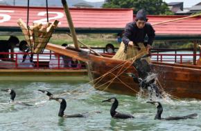 全国唯一の市職員「鵜匠職」、34年ぶりに採用へ　愛知・犬山