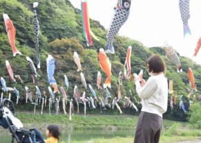 新緑の空に広がる春景色、紫川に大小こいのぼり600匹　北九州