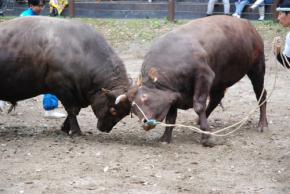 「牛の角突き」初場所を控え　山古志闘牛場で事前イベント　新潟