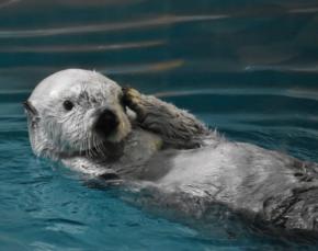 ラッコのメイが体調不良　9日に22歳、体力に衰え　鳥羽水族館