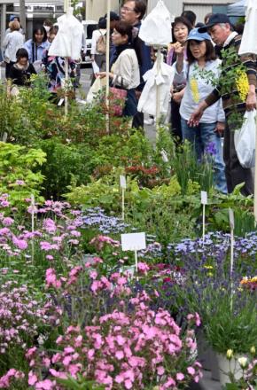 日本三大植木市の「薬師祭植木市」始まる　10日まで　山形