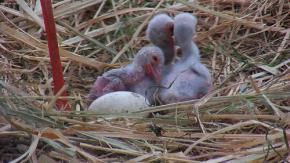 「こうのとりの里」で新ペアのヒナ3羽誕生　8月にも放鳥　千葉