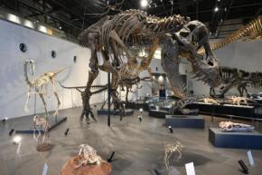 推しはティラノサウルスの全身骨格 恐竜博物館で学ぶ地球の歴史