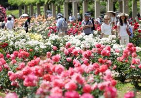 東京・調布の神代植物公園、色鮮やかなバラ400種が見ごろ