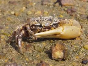 人工干潟に「戻ってきた」生き物たち　神戸「あつ浜」、元は運河