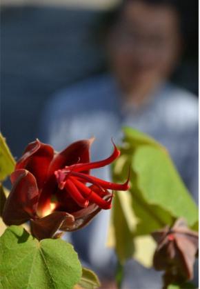 爪伸びた指のよう　「デビルズハンドツリー」4年ぶり開花　滋賀