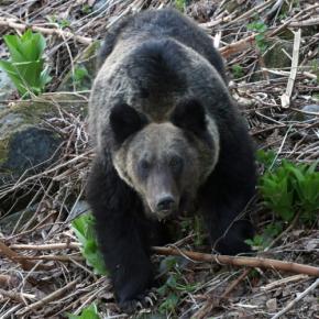 切り札のはずなのに「過去最低」 北海道、ヒグマ捕獲対策の現状