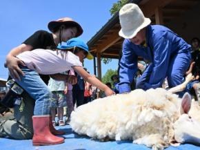 夏に向けさっぱり衣替え　仙台のこども園で園児が羊の毛刈り体験