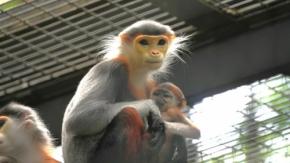 「世界一美しいサル」の赤ちゃん、つぶらな瞳　横浜・ズーラシア
