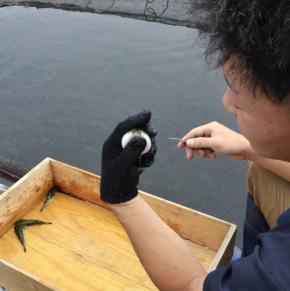 ほおを膨らませる稚魚も トラフグ3500匹の歯切り開始 山口