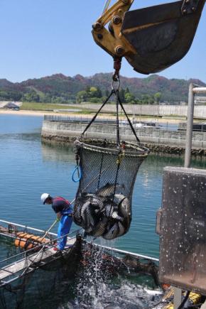 養殖サーモン、今季初の水揚げ　山林火災の被害免れ　岩手・大槌