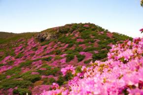 阿蘇の最高峰、高岳でミヤマキリシマ見ごろ　登山客を魅了