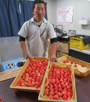 料理の世界からイチゴ農家へ転身　あまおうを「作れるのは喜び」