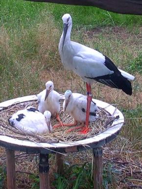 コウノトリのヒナ3羽の愛称募集 8月の放鳥にあわせ発表 千葉