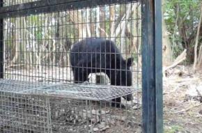 クマ、神戸市内の山林で初確認　注意呼びかけ　近畿で出没相次ぐ