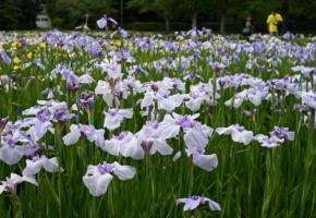 千葉・袖ケ浦公園でハナショウブが見ごろ　6月中旬まで