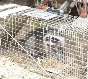 スイカに穴開け手突っ込み…　アライグマ被害深刻、歯止めきかず