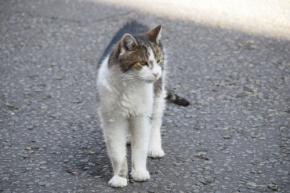日英首脳会談に猫のラリーが登場 高市首相「元気で安心」