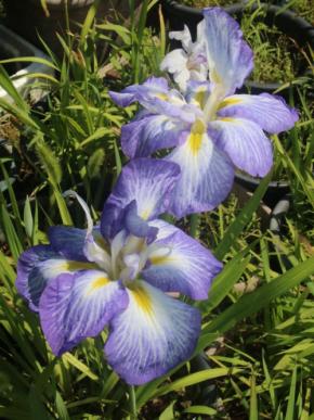 ハナショウブの希少品種が開花　栽培難しい「宇宙」　和歌山