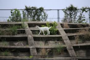 「崖の上のヤギ」ポニョ、旅立つ　追悼企画を予定　千葉・佐倉