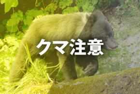 群馬・鳴神山でクマが登山者襲う　「頭などにけが」と119番