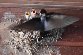 ツバメの巣30年見守り続ける三重のカフェ 野鳥の会が感謝状