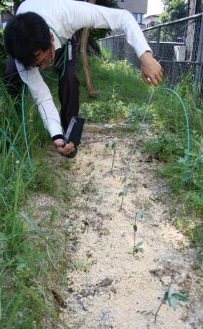 被爆樹木の苗木から新芽　小学生が植樹、順調に成長　広島
