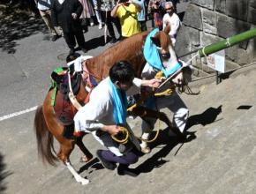 地域繁栄願い…石段駆け上がる「神馬」　350年以上の伝統行事