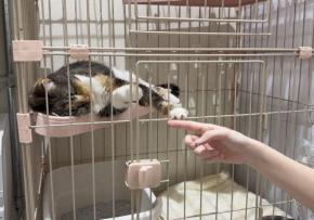 イオンモールで救助された猫25匹、広島へ カフェ「深く感謝」
