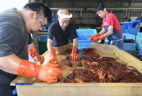 身がプリプリ　イセエビ漁解禁、大原漁港で初水揚げ　千葉