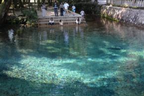 モネの「睡蓮」のよう　神社境内に広がる澄み切った「青」