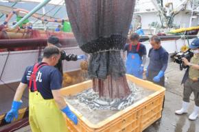 サンマ初水揚げ 大ぶりも漁獲量は昨季の15%弱 岩手・大船渡