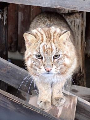 井の頭自然文化園でアムールヤマネコ2頭死ぬ 他4頭も体調不良