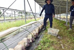 太陽光パネルの下には菌床　ソーラーシェアリングでキクラゲ栽培
