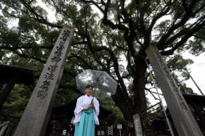 「時をかける少女」ロケの尾道・艮神社　巨樹が見守る継承の歩み