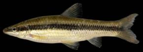 愛媛県内で初記録 淡水魚「ムギツク」を仁淀川水系で捕獲