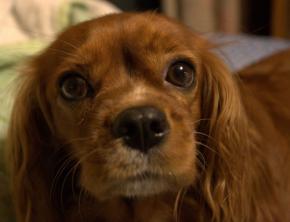 隣で見守るワン　セラピー犬が子どもの音読支援　科学的検証へCF
