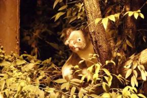 夜の動物たち、何してる? 埼玉の動物園で「ナイトズー」開催
