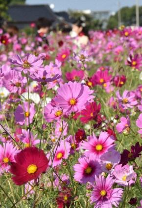ピンクや白　遺跡彩るコスモスの花々　秋風に揺れ　福岡・糸島