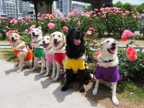 犬の表情生き生きと　盲導犬訓練所がチャリティカレンダー発売