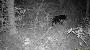 神奈川・秦野の弘法山公園付近でクマ目撃 周辺立ち入り禁止に