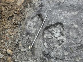 長さ70センチの恐竜足跡化石を発見　国内最大級　福島・南相馬