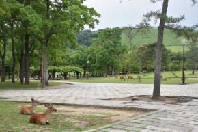 人為的？参拝者の目に付く場所でも発見　奈良公園の子ジカ死体
