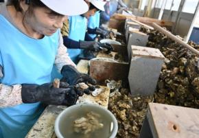 「食べれば違い分かる」 一大産地・宮城で生食用カキの出荷開始